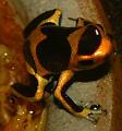 ranitomeya imitator band 02
